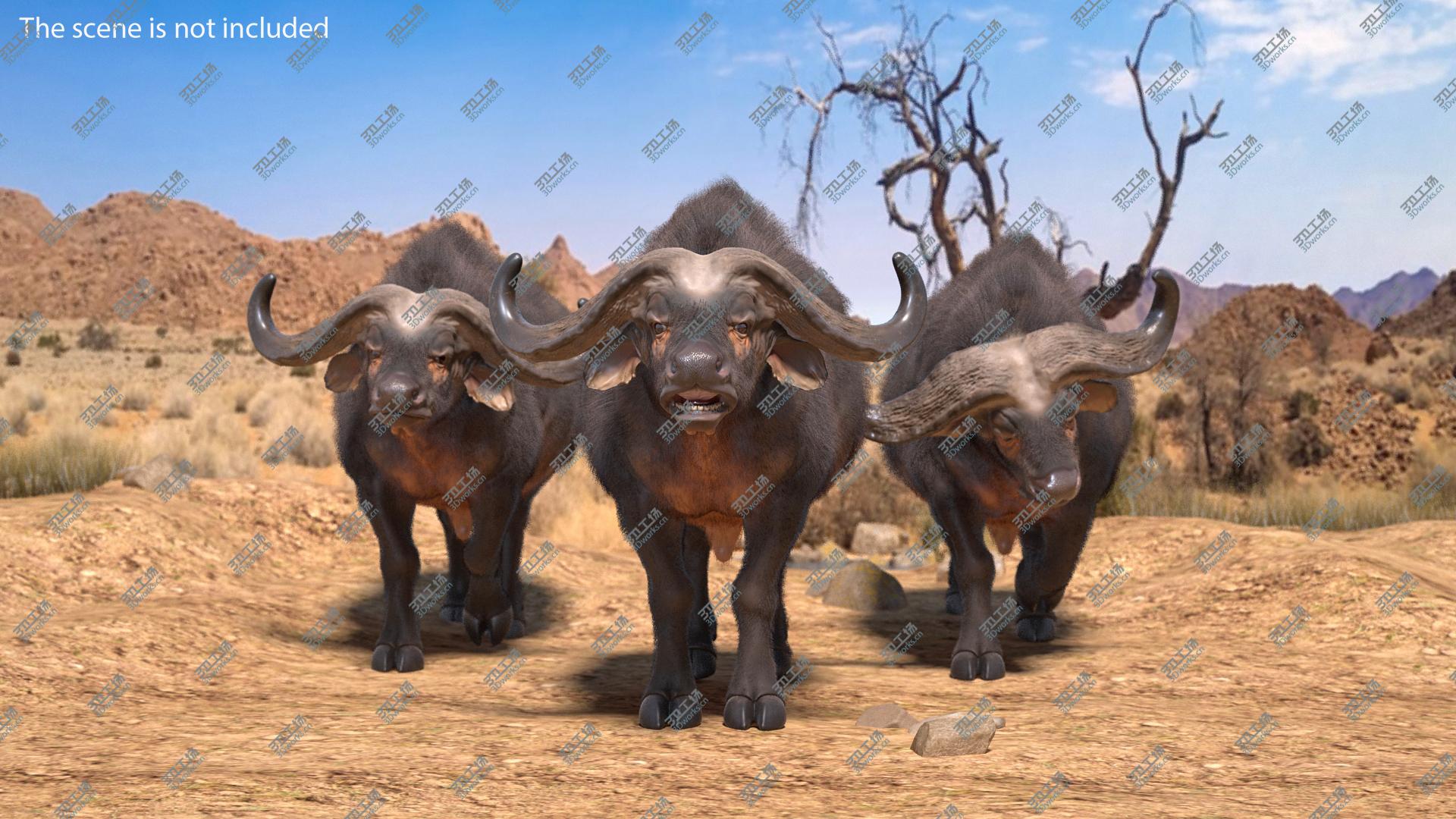 images/goods_img/202104093/3D Syncerus Caffer African Buffalo with Fur/4.jpg